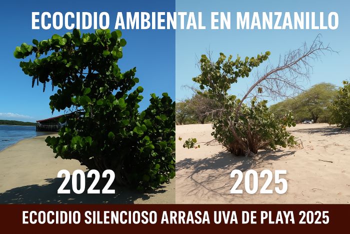 Comparación visual del ecocidio ambiental en Manzanillo: uva de playa Coccoloba uvifera antes y después de intervención energética entre 2022 y 2025.

