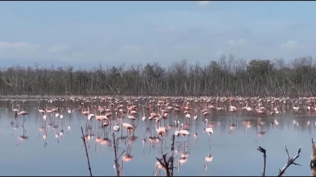 Al fondo manglar que se seca por la intervencion de el otro consorcio. se observan aves otayotia. se pretende pasar tubeia por este himedal