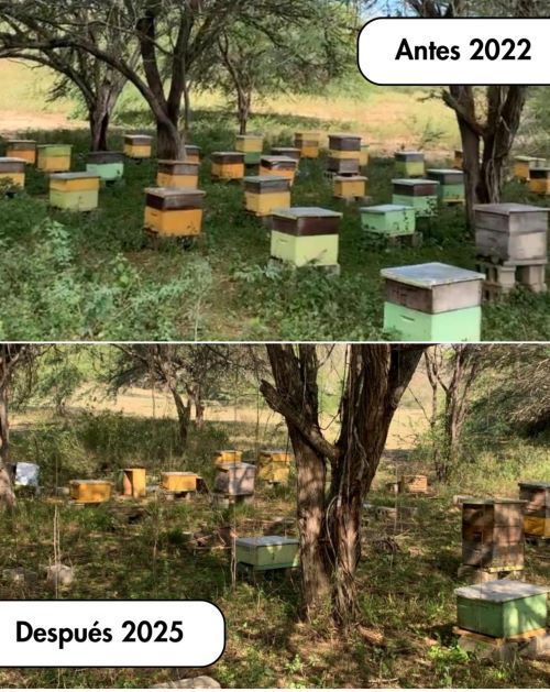 Productores de miel.Un ante y un despues